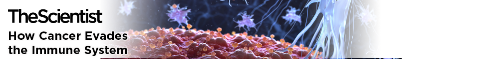 How Cancer Evades The Immune System